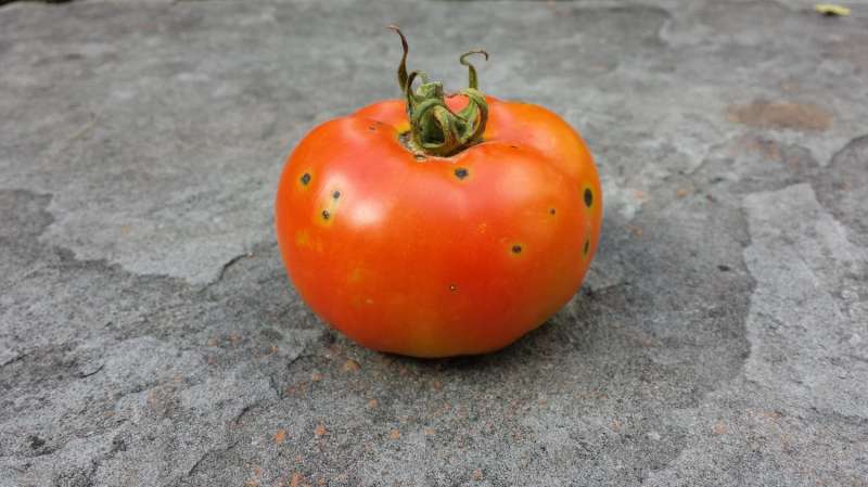 Scientists find new system in tomato's defense against bacterial speck disease