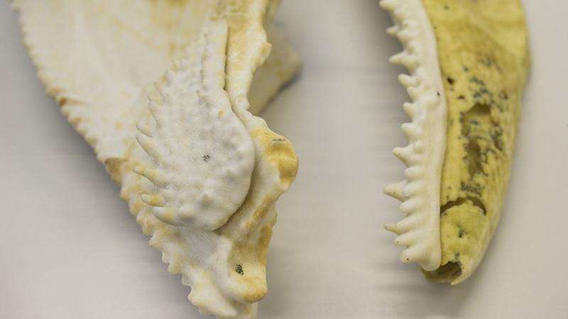 3-D printed fish fossil may reveal origin of human teeth