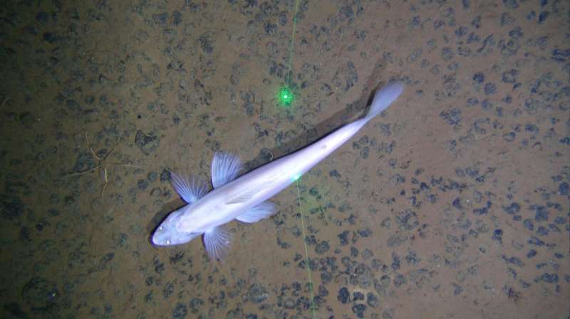 Abundant and diverse ecosystem found in area targeted for deep-sea mining