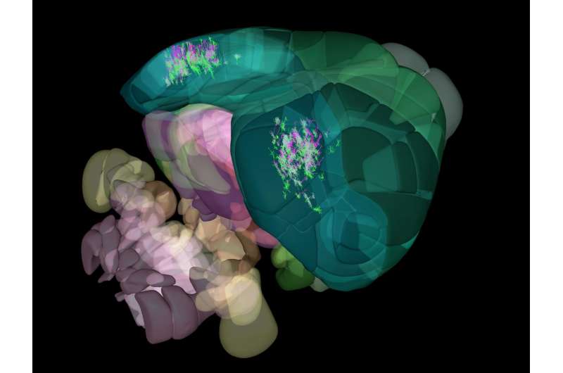 Allen Institute for Brain Science announces mapping of the mouse cortex in 3-D