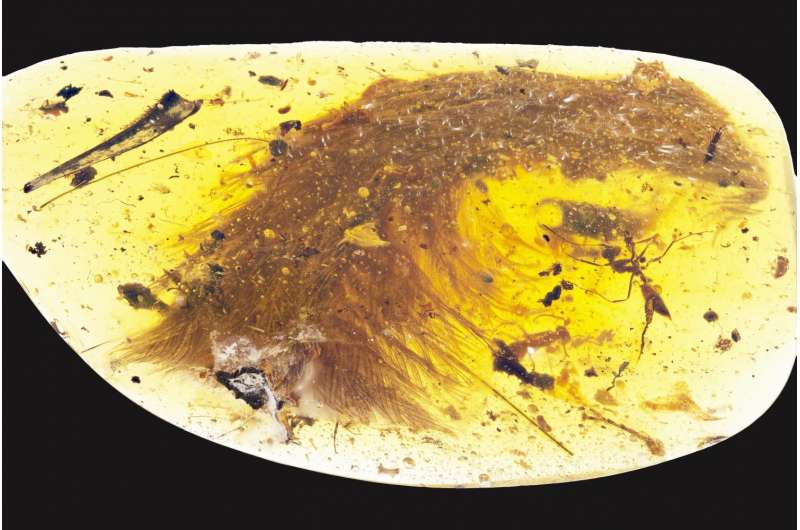 Amber specimen offers rare glimpse of feathered dinosaur tail