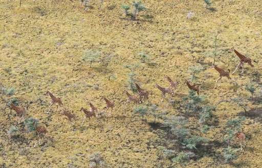 An aerial view of a group of Rothschild giraffes at a National Park in South Sudan on June 18, 2015 in a photo provided by the U