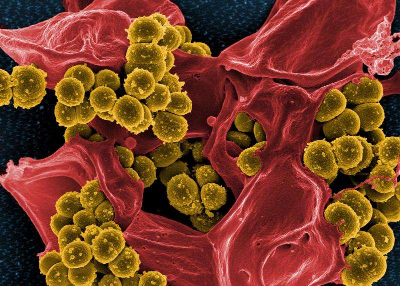 A new perspective on microbes