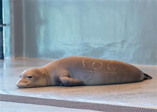 APNewsBreak: Endangered seals start journey home after rehab