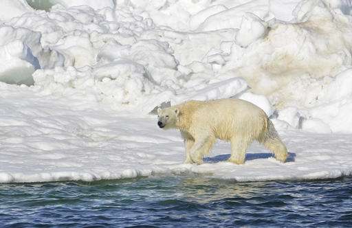 Appeals court upholds designation of polar bear habitat