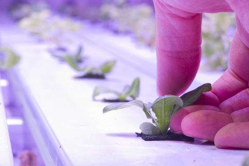 Arctic farming: Town turns to hydroponics for fresh greens