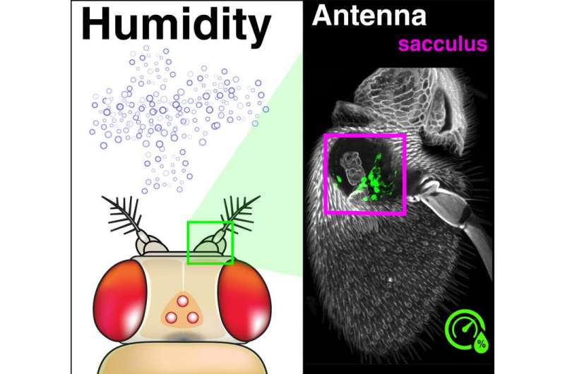A 'sixth sense' for humidity helps insects stay out of climatic trouble