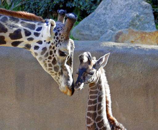 A squirt at 6 feet: Baby giraffe to debut at Los Angeles Zoo