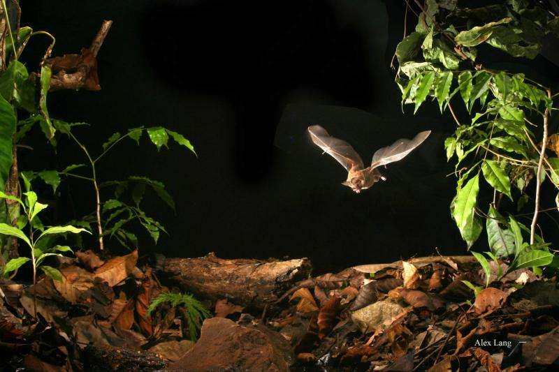 Bats perceptually weight prey cues across sensory systems when hunting in noise
