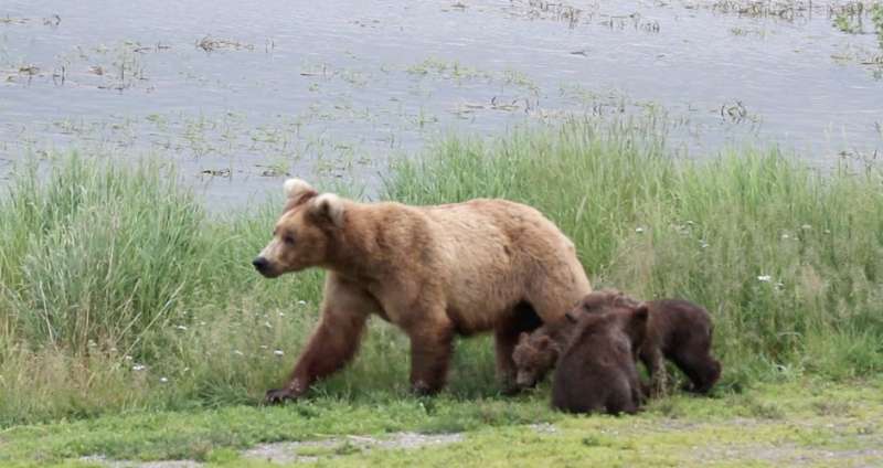 'Bearcam' study focuses on human emotional connection with wildlife, parks