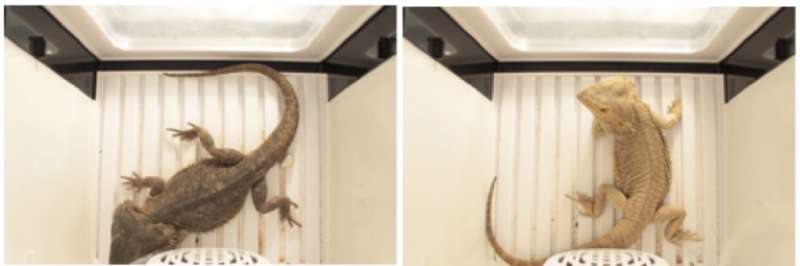 Bearded dragons change color on different body parts for social signals and temperature regulation