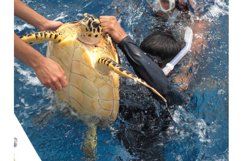 Belize's Glover's Reef providing refuge for new generation of sea turtles