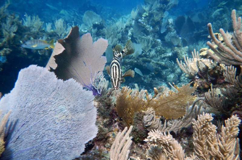 Big fish -- and their pee -- are key parts of coral reef ecosystems