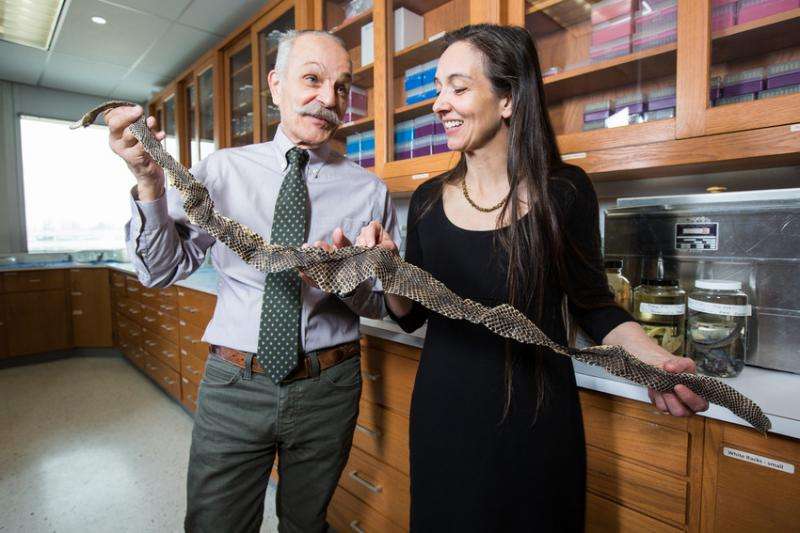 Biologists find the Arizona black rattlesnake on 'extinction trajectory'