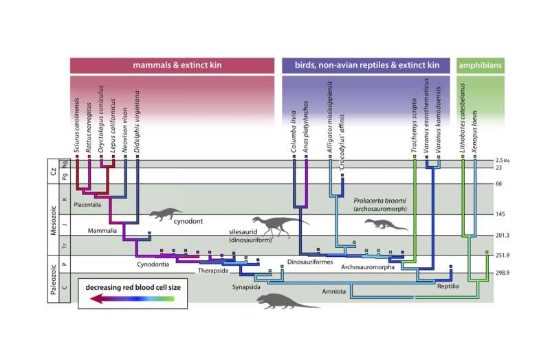 Biologists use fossils to pinpoint when mammal and dinosaur ancestors became athletes