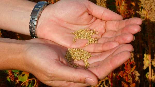 Bitter chemical coating leads to quinoa success