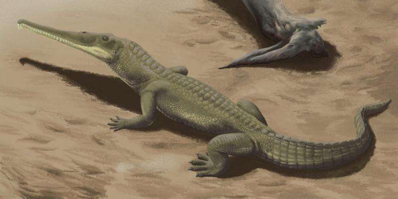Brain anatomy convergence between crocodylians and their epic carnivorous cousins, the phytosaurs