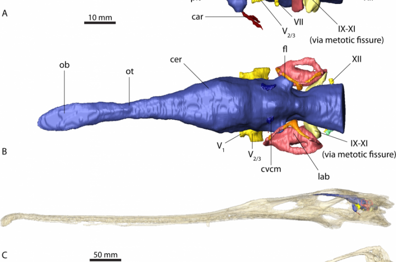 Brain anatomy convergence between crocodylians and their epic carnivorous cousins, the phytosaurs