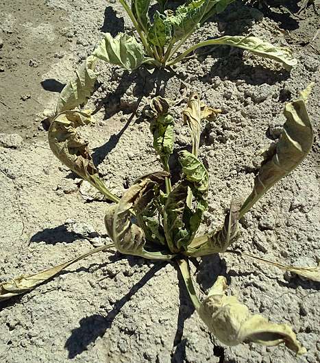 Breeding sugar beets for better resistance to curly top virus