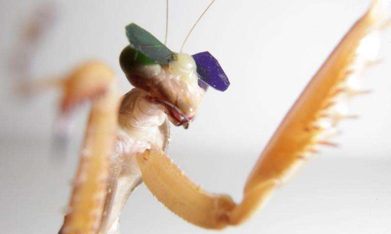 Bug eyes: Tiny 3-D glasses confirm insect 3-D vision