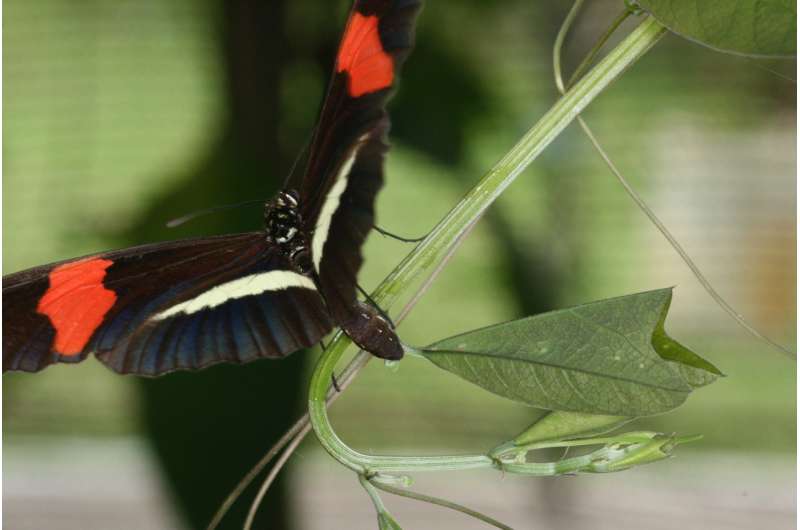 Butterflies use differences in leaf shape to distinguish between plants