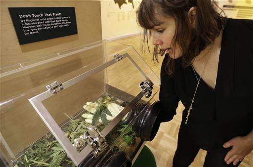 California pot exhibit aims for debate on provocative plant