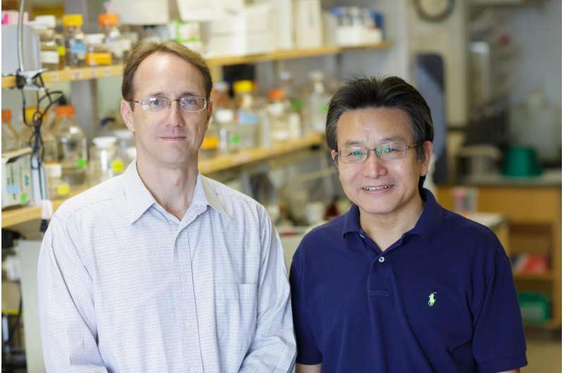 Cancer cells' transition can drive tumor growth, UF Health researchers find