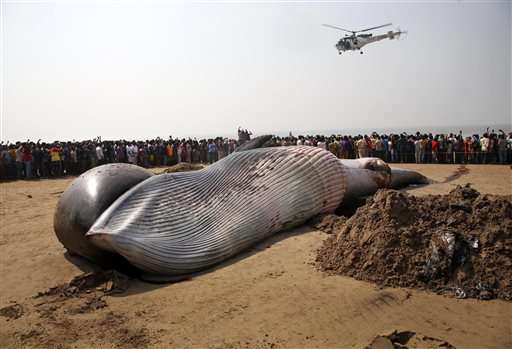 Carcass of whale washes ashore in western India