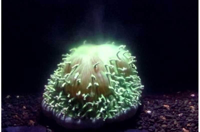 Caught in the act: first videos of coral bleaching behaviour