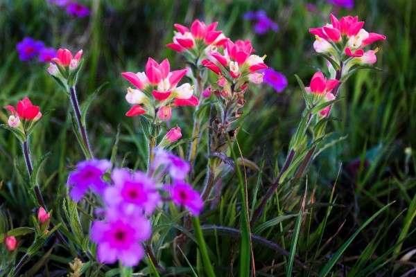 Changeable Weather Could Help, Hurt Texas Wildflower Displays