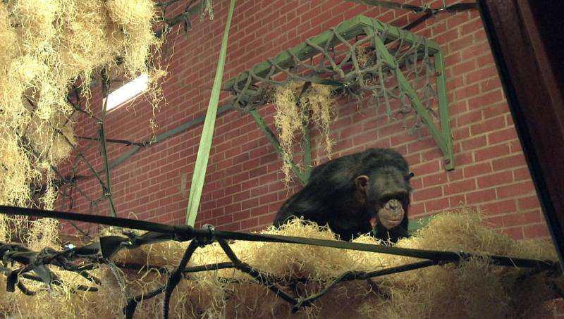 Chimpanzee enclosure redesign translates wild chimpanzee research to zoo settings