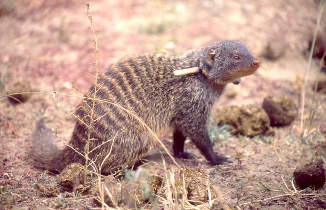 Civil war among the mongooses—and why it's all about sexual success