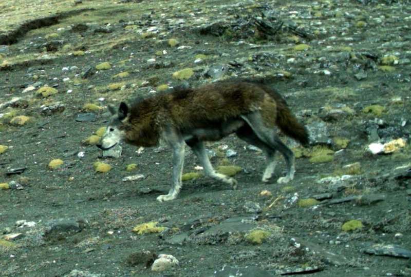Critically endangered and ancient Himalayan wolf needs global conservation attention