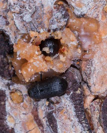 Dartmouth study provides new knowledge for managing tree-killing bark beetles