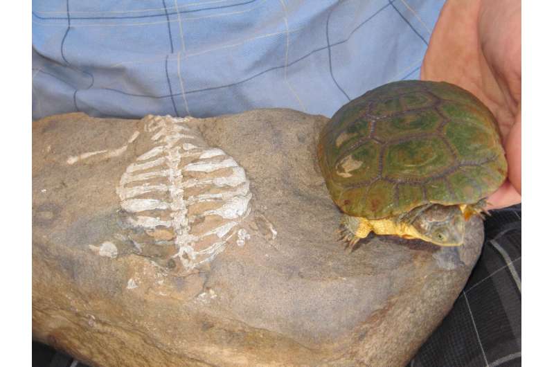 Denver Museum of Nature &amp; Science curator discovers real reason turtles have shells