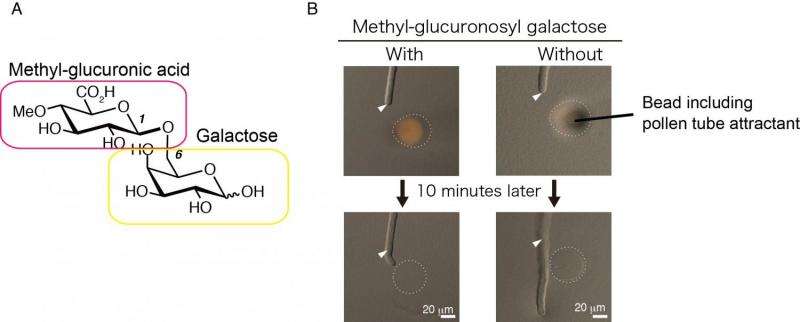 Discovery and synthesis of AMOR sugar chains that guide pollen tube growth