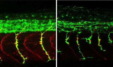 Discovery of a key factor in the development of the peripheral nervous system