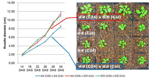 DNA methylation affects superiority of hybrid plants