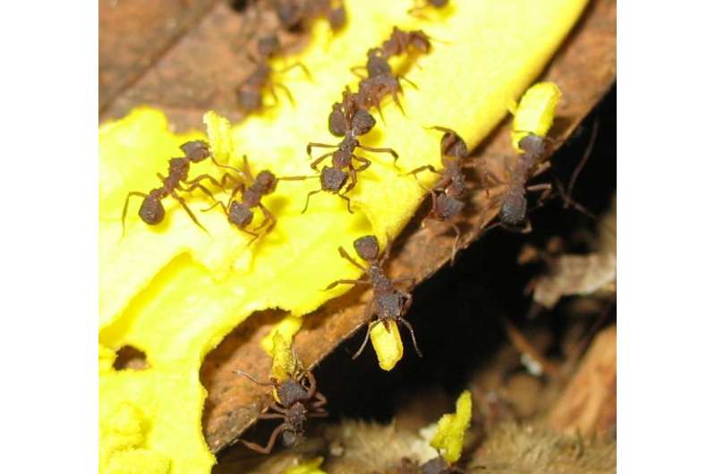 Dominant ant species significantly influence ecosystems