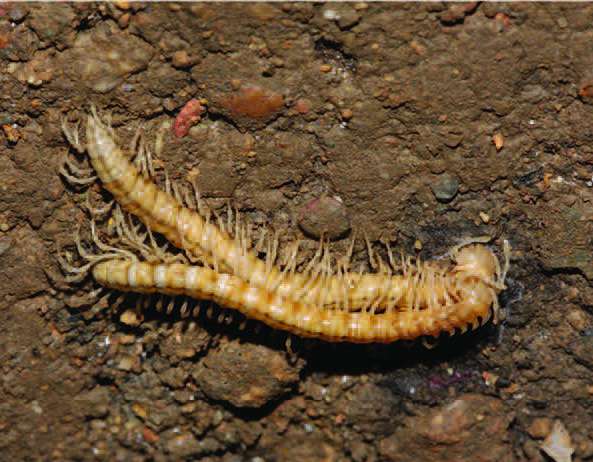 Dragons out of the dark: 6 new species of dragon millipedes discovered in Chinese caves