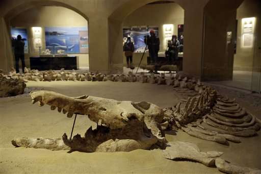 Egypt unveils rare whale fossil museum to boost tourism