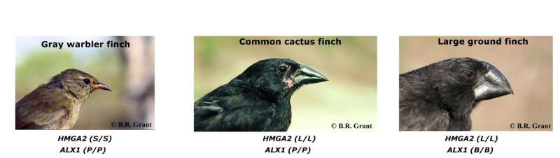 Evolution in action detected in Darwin's finches