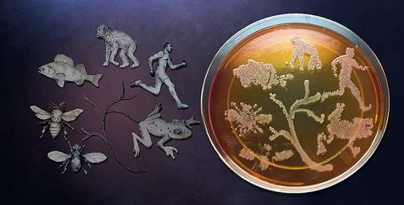 Evolution Influenced By Temporary Microbes
