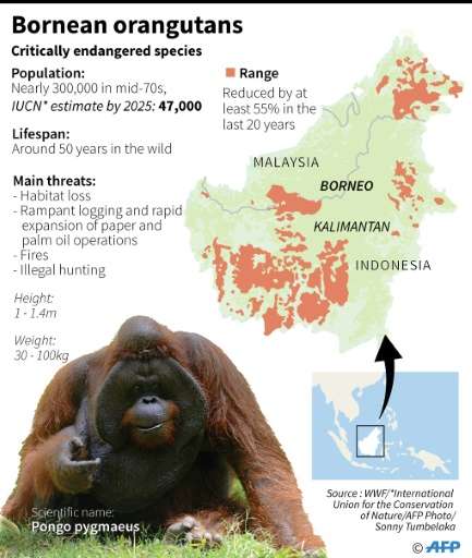 Factfile on the critically endangered Bornean orangutans