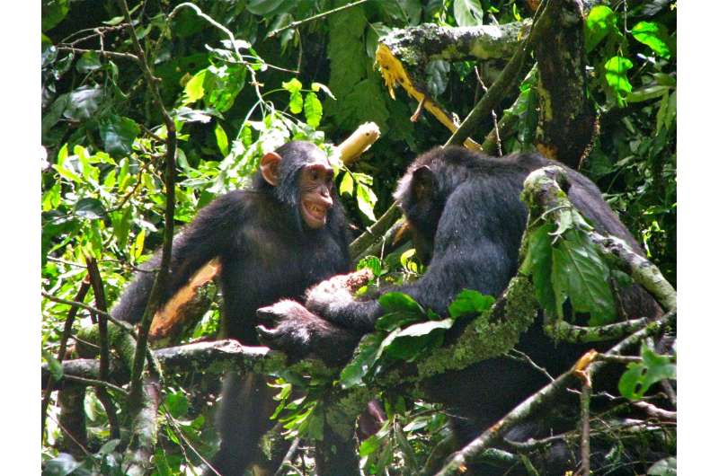 Female chimpanzees employ babysitters to wean young faster