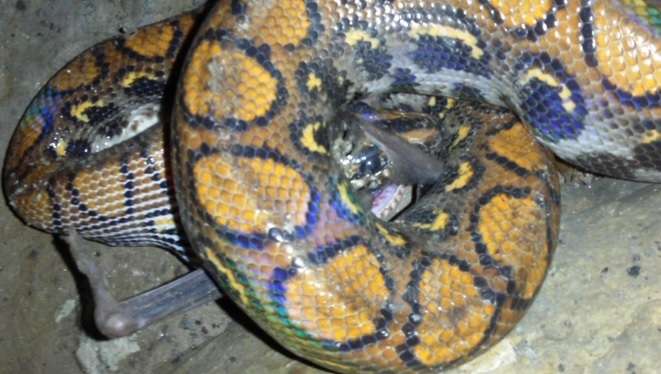 First description and video of a rainbow boa preying on a vampire bat in a cave in Ecuador
