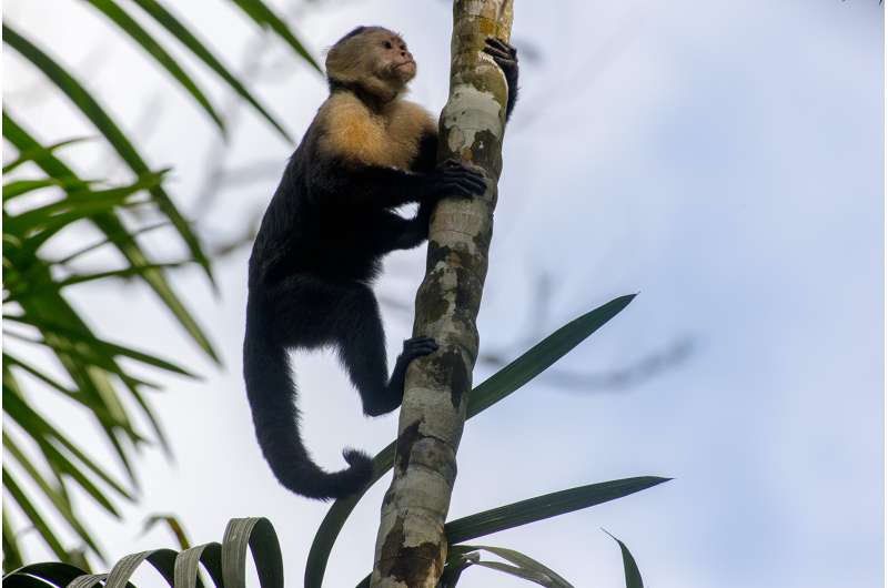 First North American monkey fossils are found in Panama Canal excavation