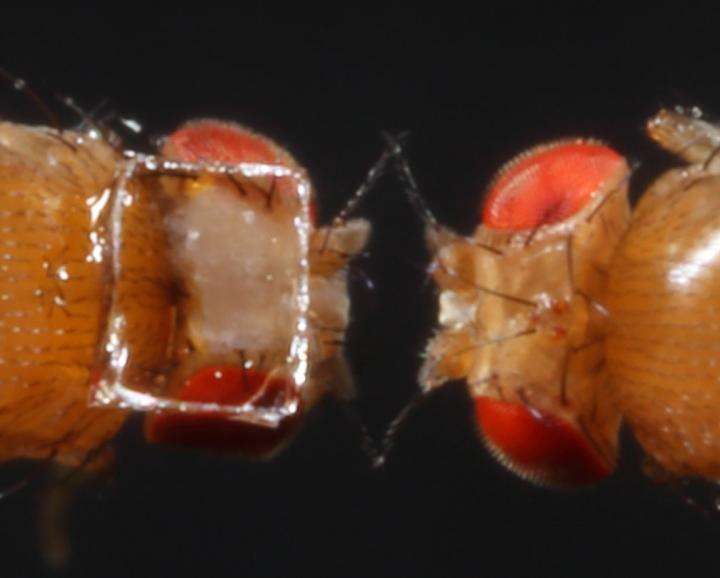 First peek into the brain of a freely walking fruit fly
