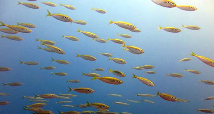 Fish populations revealed through seawater analysis