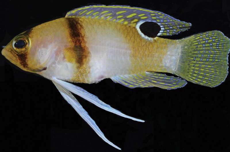 Fishy Caribbean 'juveniles' to be recognized as a new species, the Hourglass basslet